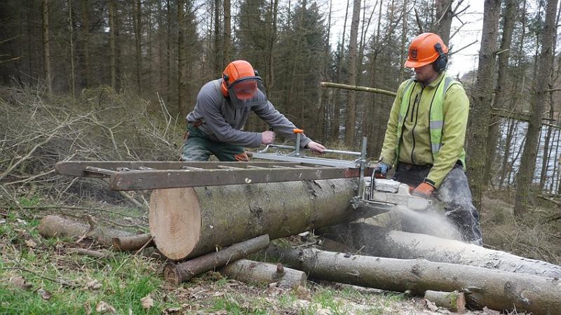Cutting 02.jpg - Cutting the trunk to size.    www.arbarus.co.uk 