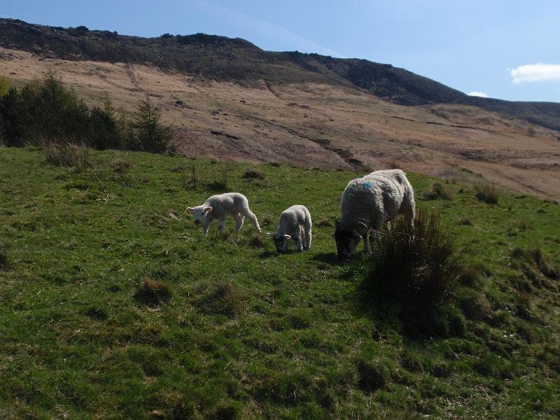 P4152712.JPG - Dovestone, 15th April, 2014